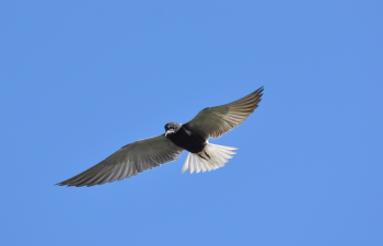 black tern