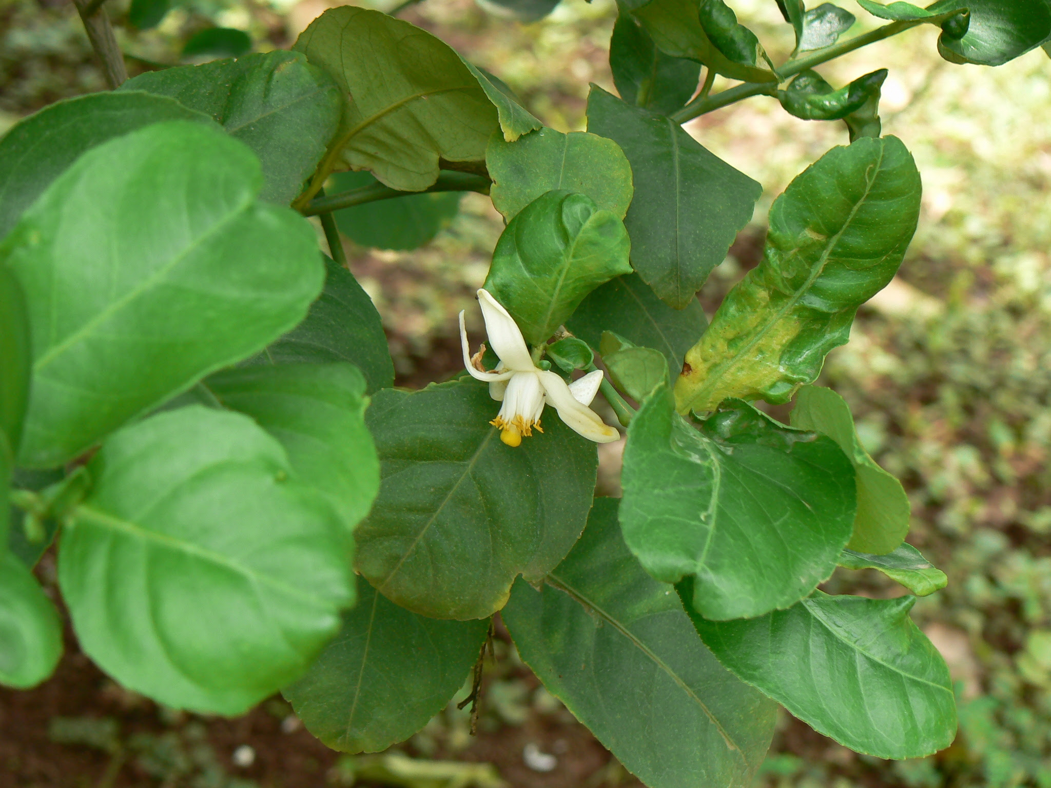 Citrus × taitensis