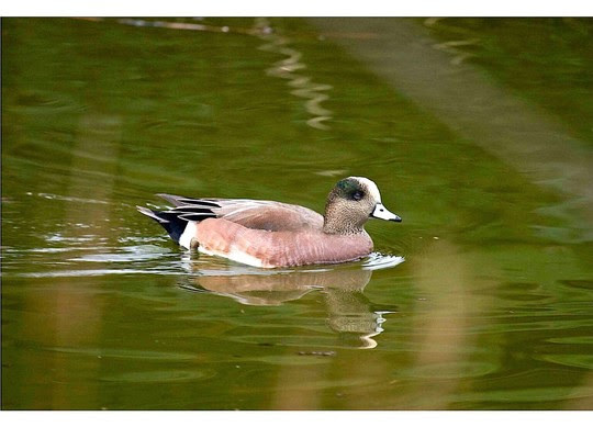 Displaying