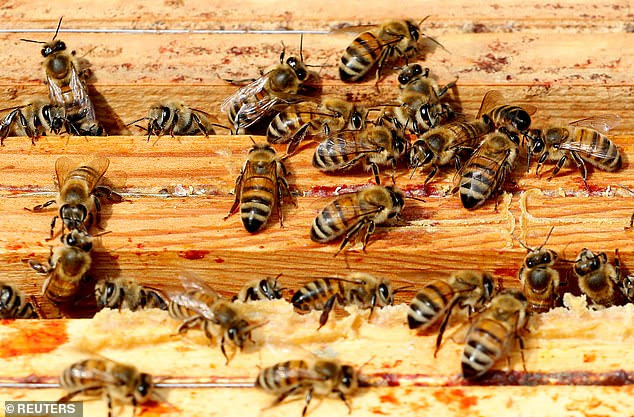 Researchers now believe that propolis could also help humans by countering drug-resistant bacteria and enhancing the power of antibiotics