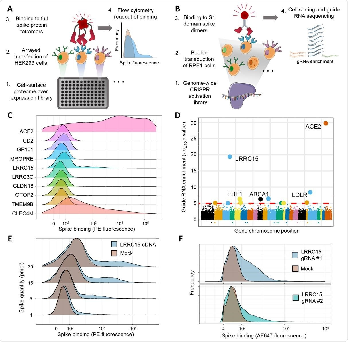 Arrayed transmembrane protein screening and pooled genome-wide CRISPR activation screening identify LRRC15 as binding SARS-CoV-2 spike protein. (A) Schematic of arrayed cell-based screening to identify host factors that cause SARS-CoV-2 spike protein binding. HEK293 cells were transfected in individual wells of microtiter plates with full-length cDNA constructs encompassing a near-comprehensive library of human membrane proteins. Each well in the array was tested for binding to fluorescent tetramers of full-length SARS-CoV-2 spike by flow cytometry. (B) Schematic of pooled CRISPR activation screening. RPE1 cells expressing a SunTag CRISPRa system were transduced with guide RNAs to activate transcription of all genes in the human genome. Cells that bound to Fc protein fusions of the spike S1 domain were sorted by FACS and sequenced to measure guide RNA enrichment.