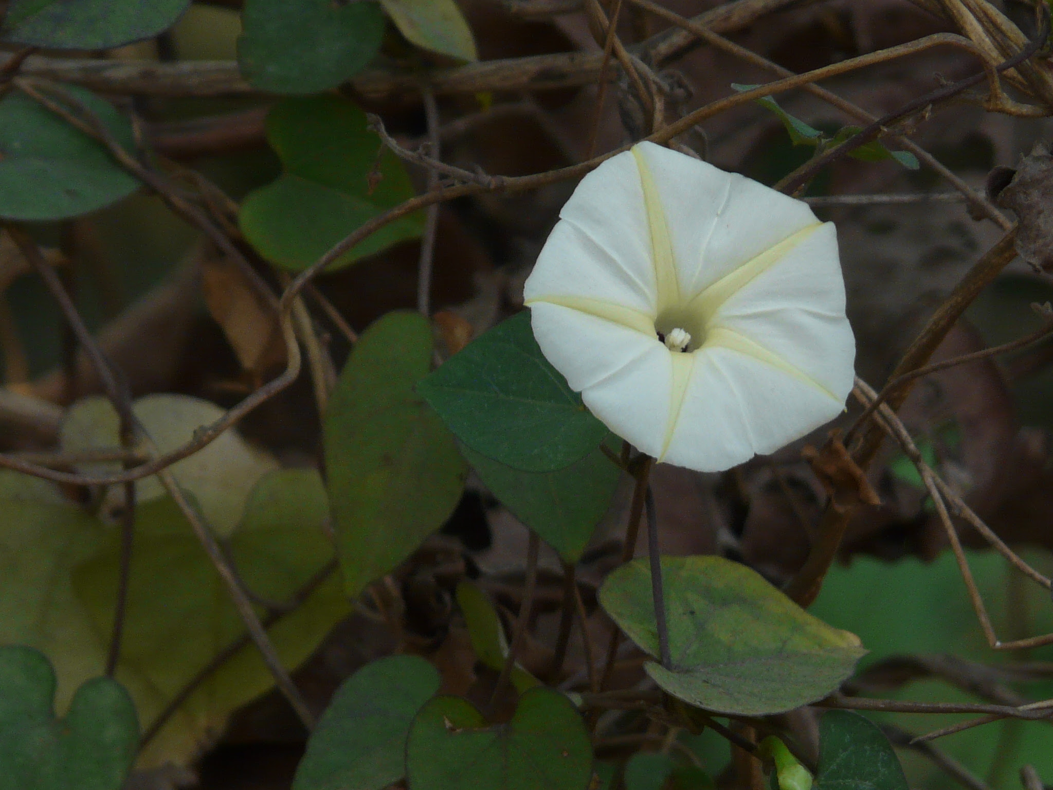 Ipomoea obscura (L.) Ker Gawl.