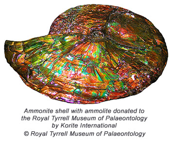 Ammolite specimen donated by Korite International