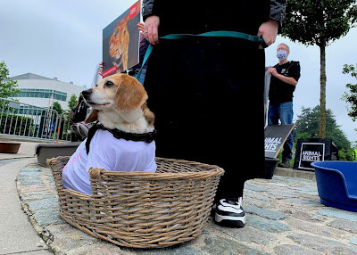 Foto: hondje bij demo