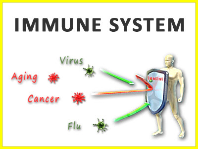 Stronger immunity