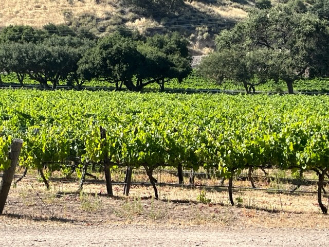 the Syrah vineyard in the summer sun