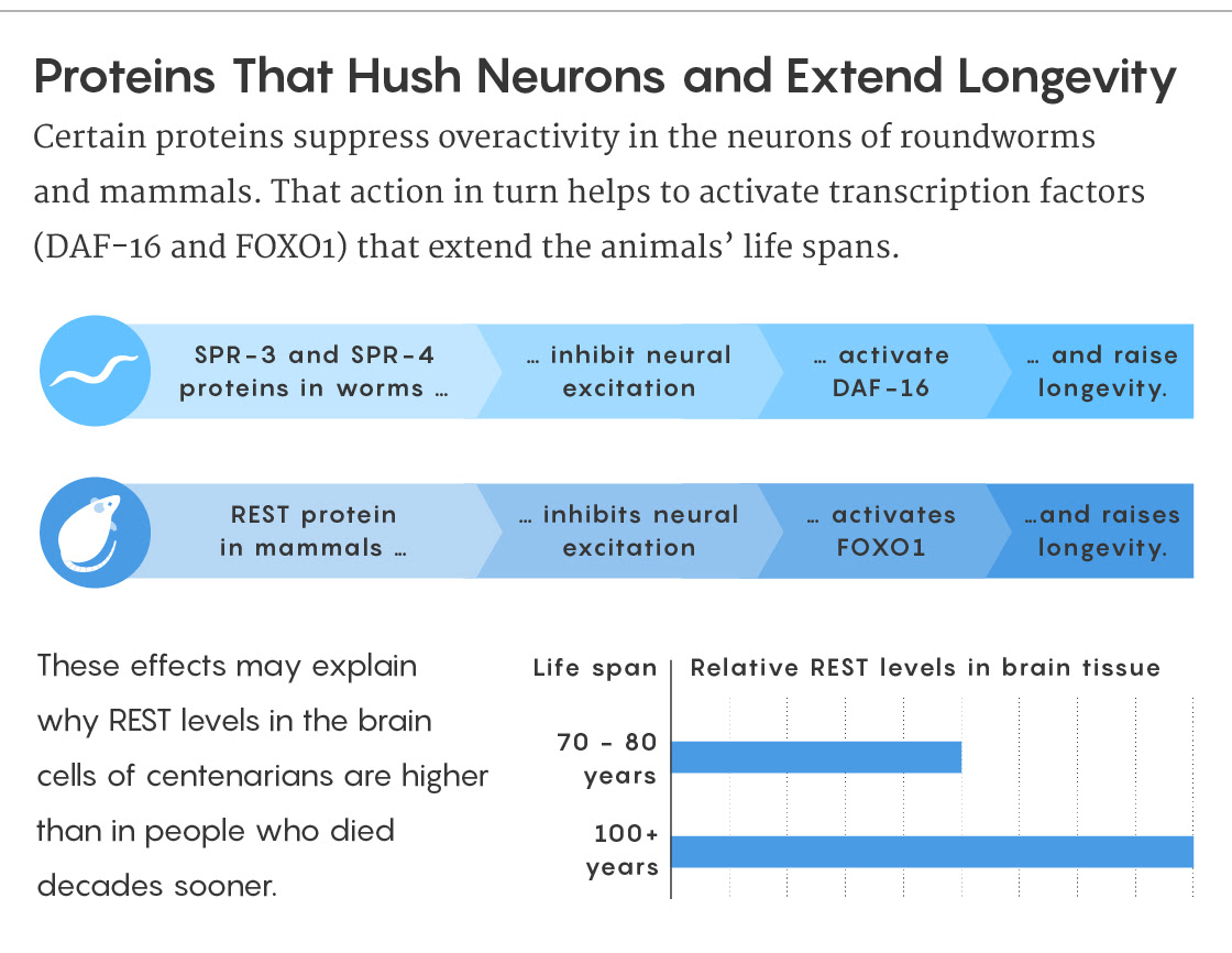 A figure describes how REST proteins in mammals and their equivalent in roundworms inhibit neural activity and increase the activity of transcription factors that raise longevity.