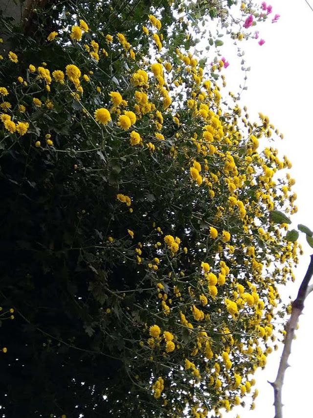 Hoa cúc dài 2 mét, hàng vạn bông rực vàng phủ kín 4 tầng nhà - Ảnh 7.