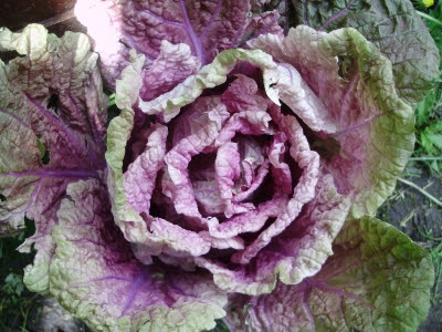 New Chinese cabbage Scarlette