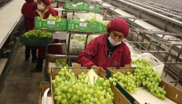 Campaña de uva peruana 2021/2022 cierra con 65 millones de cajas exportadas, mostrando un crecimiento de 13%