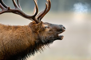elk breath