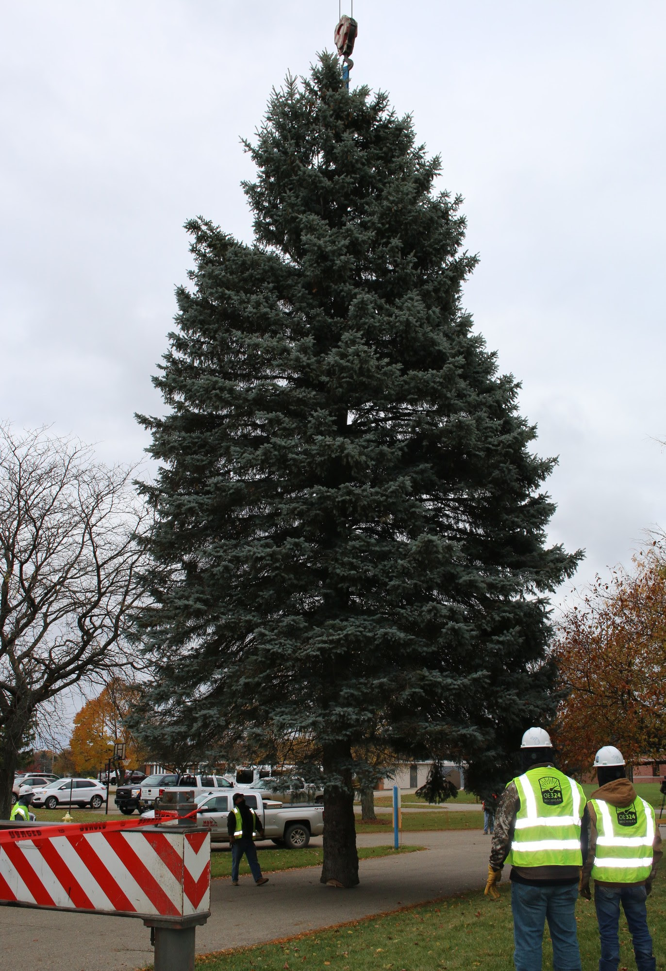 2020 Christmas Tree Harvest 1