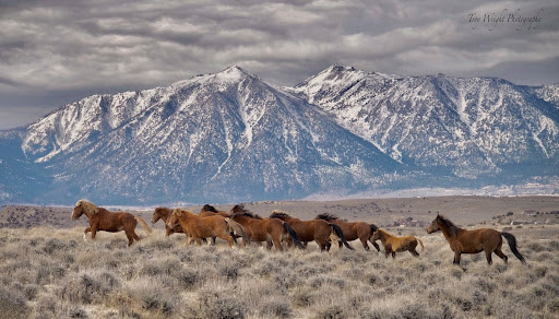 a herd of light brown horses run across a field with mountains in the background