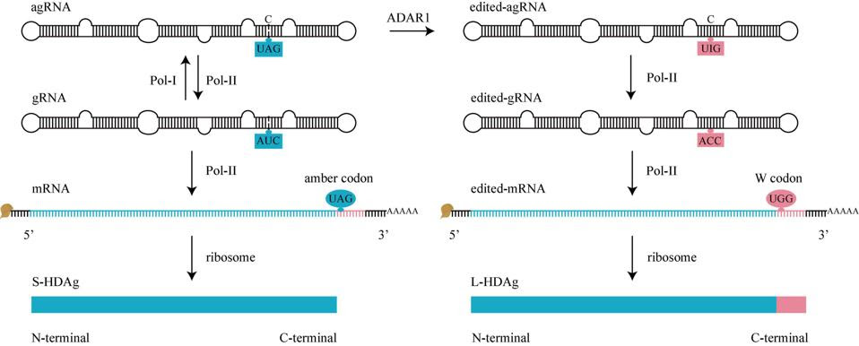 Overview of how HDV shifts from synthesis of the small antigen to the large antigen