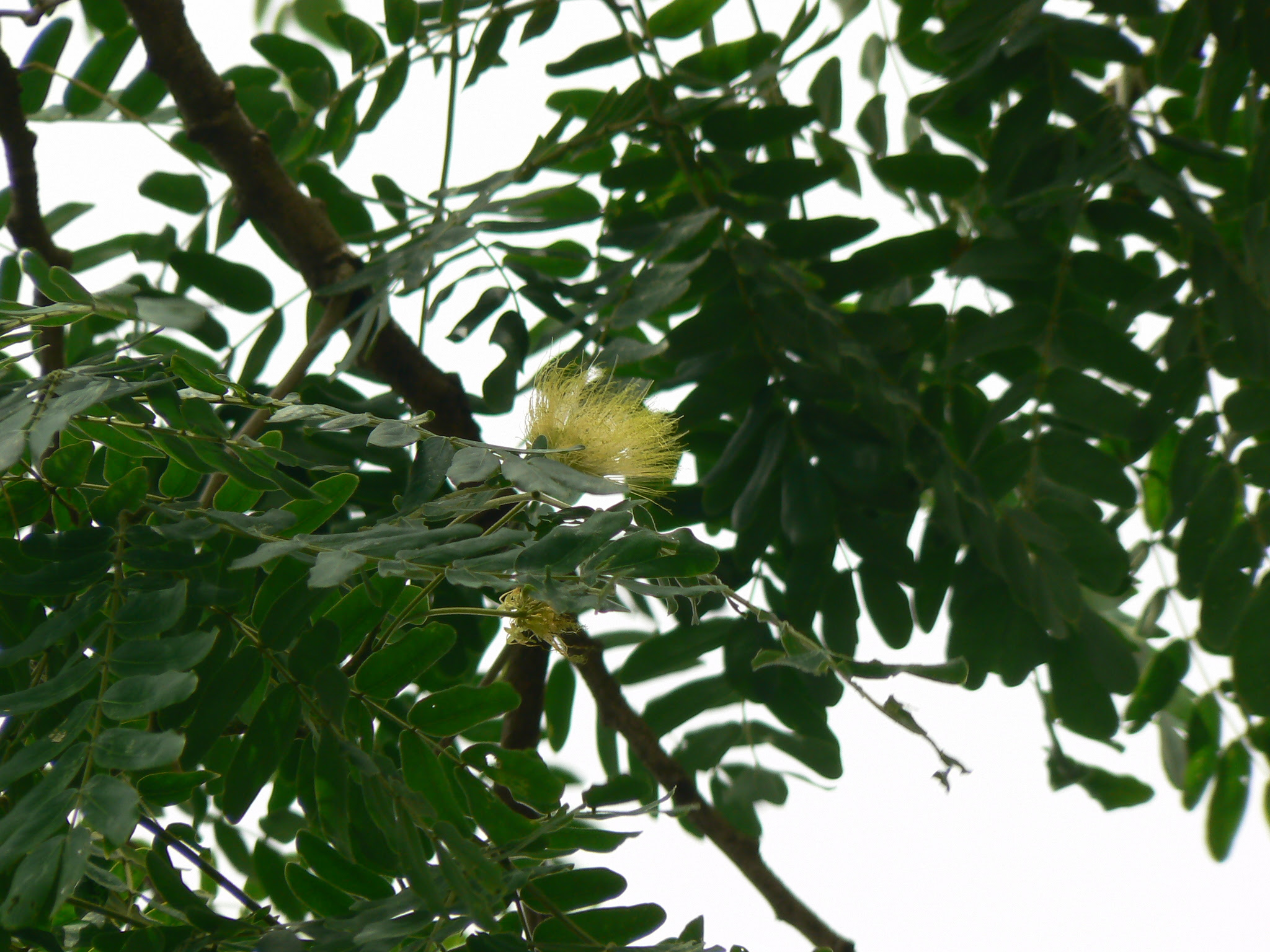 Albizia lebbeck (L.) Benth.