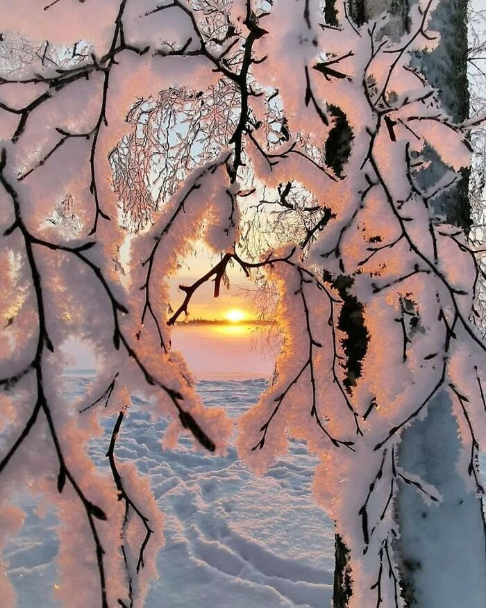 Snow                                                           Clinging On To                                                           The Branches                                                           Of A Tree,                                                           Finland