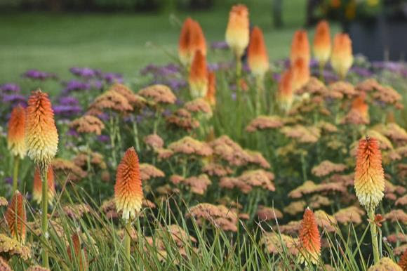 Kniphofia with yarrow