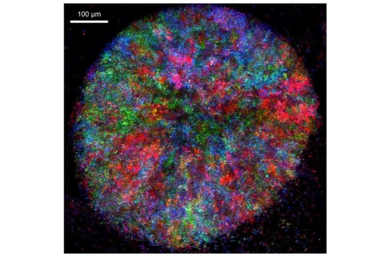 Young and old microbes work together to increase their lifespans