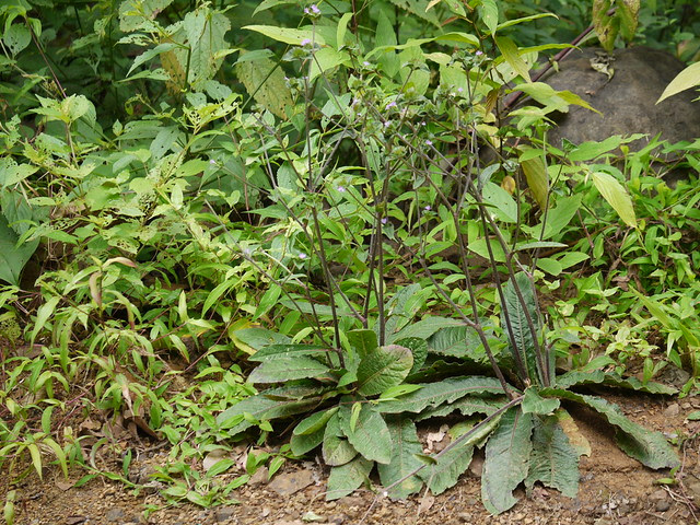 Hastipata (Marathi: हस्तीपात)