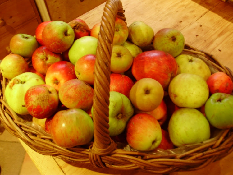 Basket of mid-September windfalls shows the diversity of some of the over 60 varieties of apples just starting to ripen here Basket of mid-September windfalls shows the diversity of some of the over 60 varieties of apples just starting to ripen here