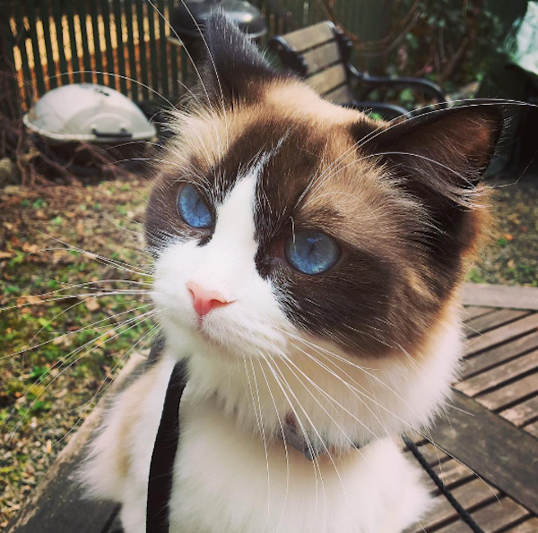This week's cat of the week is the photogenic and adventurous ragdoll cat SummerQueenNightFac