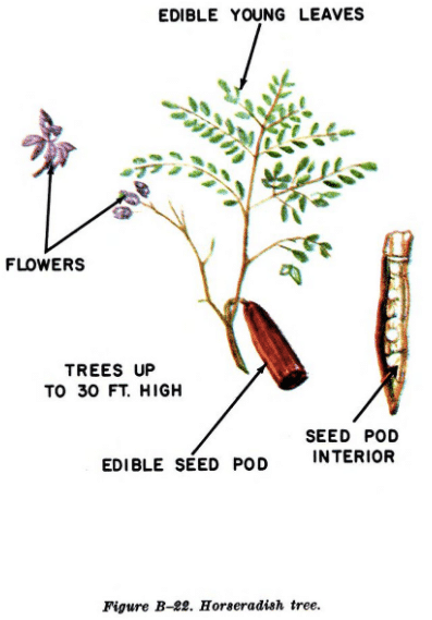 horseradish tree illustration edible plants