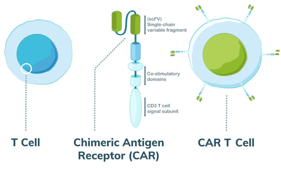 CAR T cell design