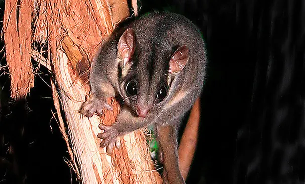 Endangered possum.png