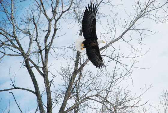 eagle soaring under leafless tree