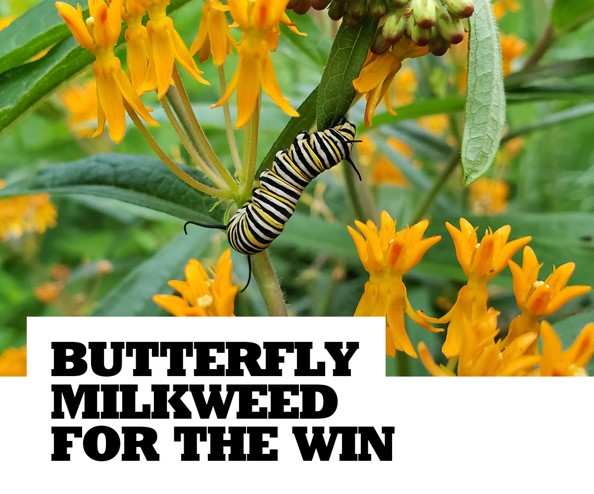 A caterpillar sits on butterfly milkweed. Below is the following text: BUTTERFLY MILKWEED FOR THE WIN