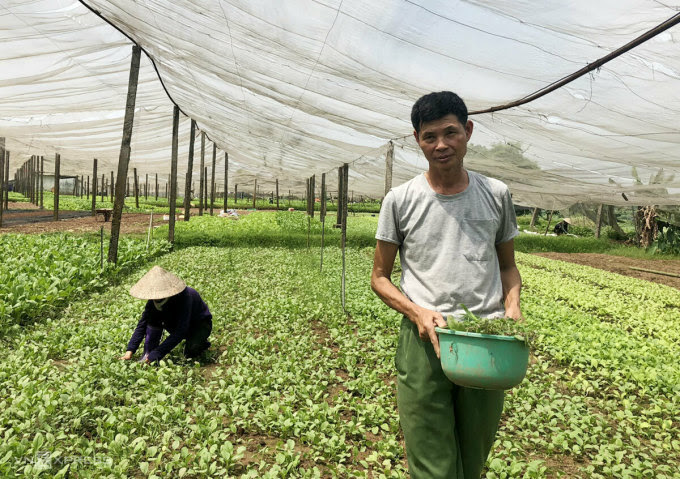 Ông Đạo có bốn sào canh tác nằm trong HTX rau an toàn Tiền Lệ. Ảnh: Hoàng Phương.