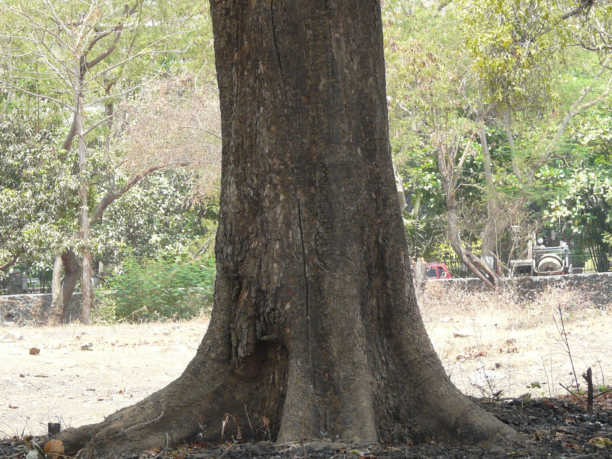 Madhuca longifolia var. latifolia (Roxb.) A.Chev.