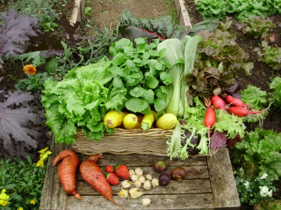 A basket of early November tunnel produce