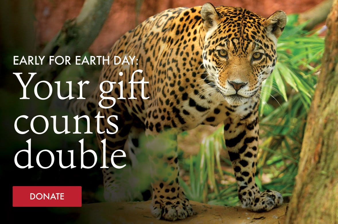 Earth Day Hero Image with Jaguar
