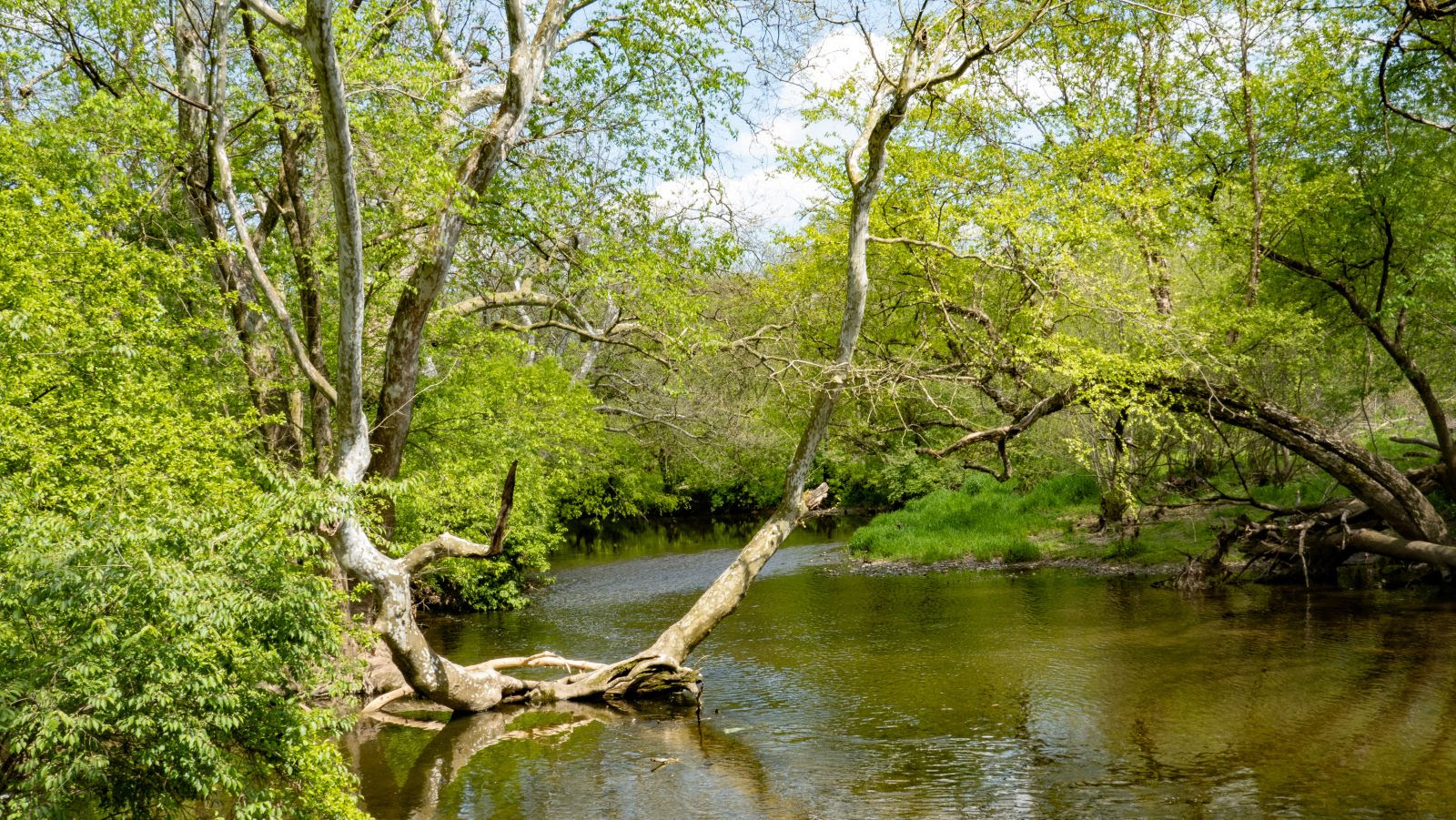 Sycamore growing on the Wissahickon. Paul Meyer.