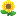 ヒマワリ