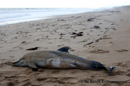 La falta de acción de los
gobiernos español y francés se
traduce en miles de delfines
muertos cada invierno