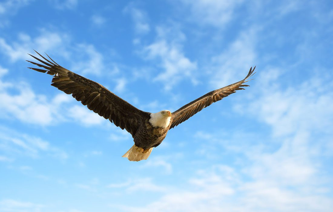 A bald eagle in flight