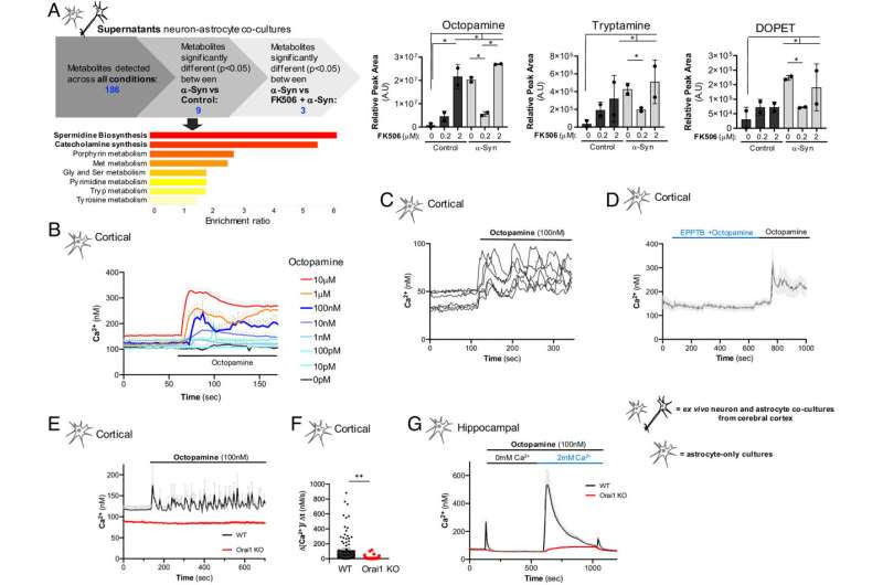 Understanding the role of octopamine in neurodegeneration