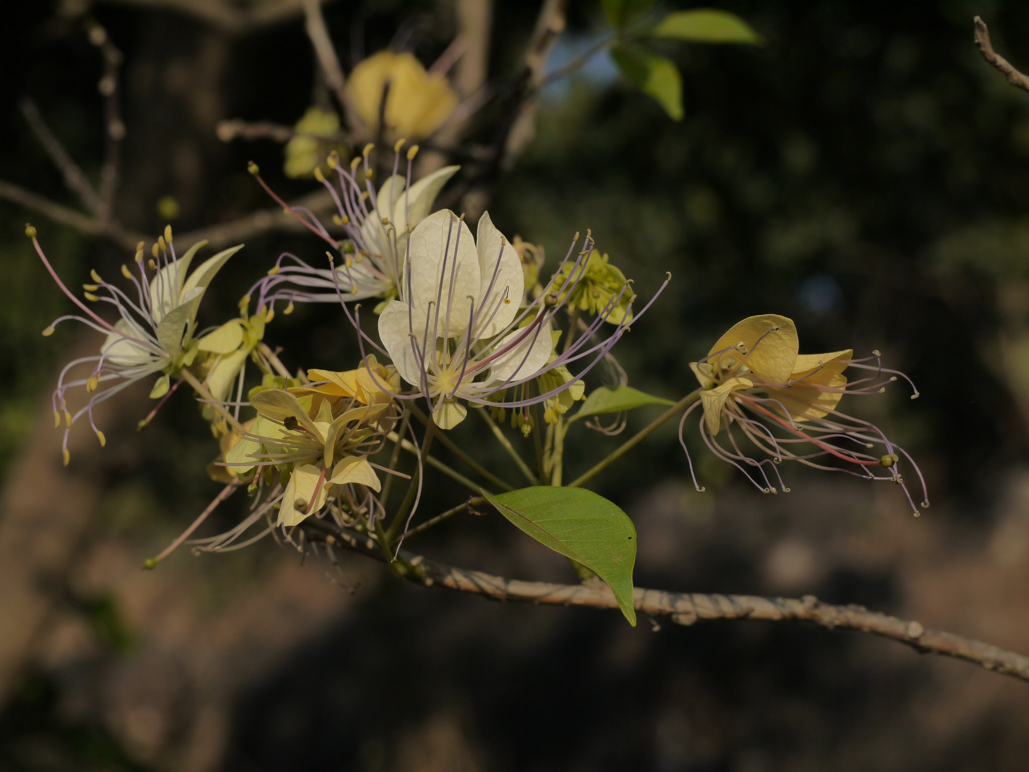 Crateva adansonii subsp. odora (Buch.-Ham.) Jacobs ... FOR VALIDATION
