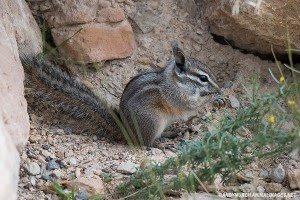 cliff-chipmunk-002