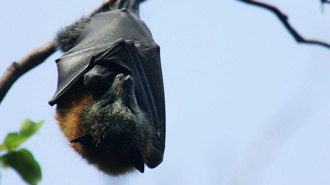 Morcego, 2008