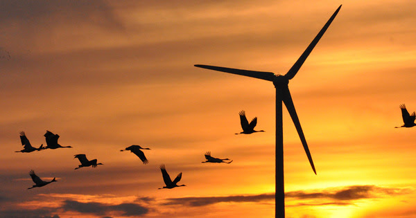 Éolien : planifier pour réduire, voire inverser, les impacts sur la biodiversité