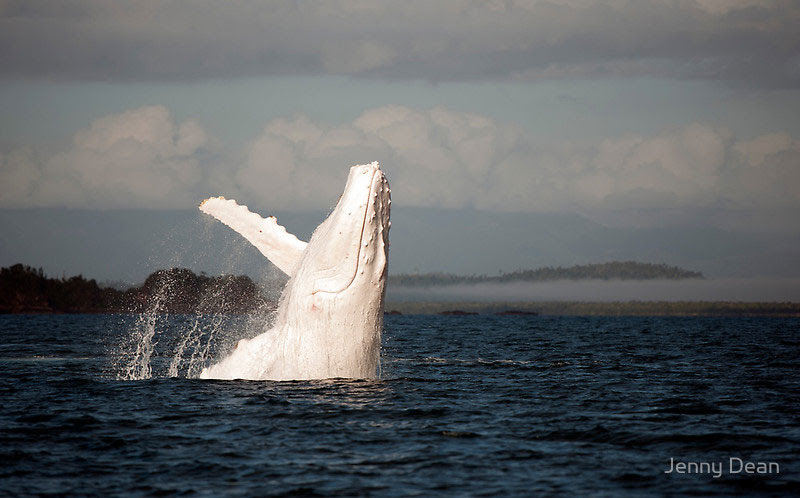 http://twistedsifter.com/2013/09/albino-humpback-whale-migaloo/