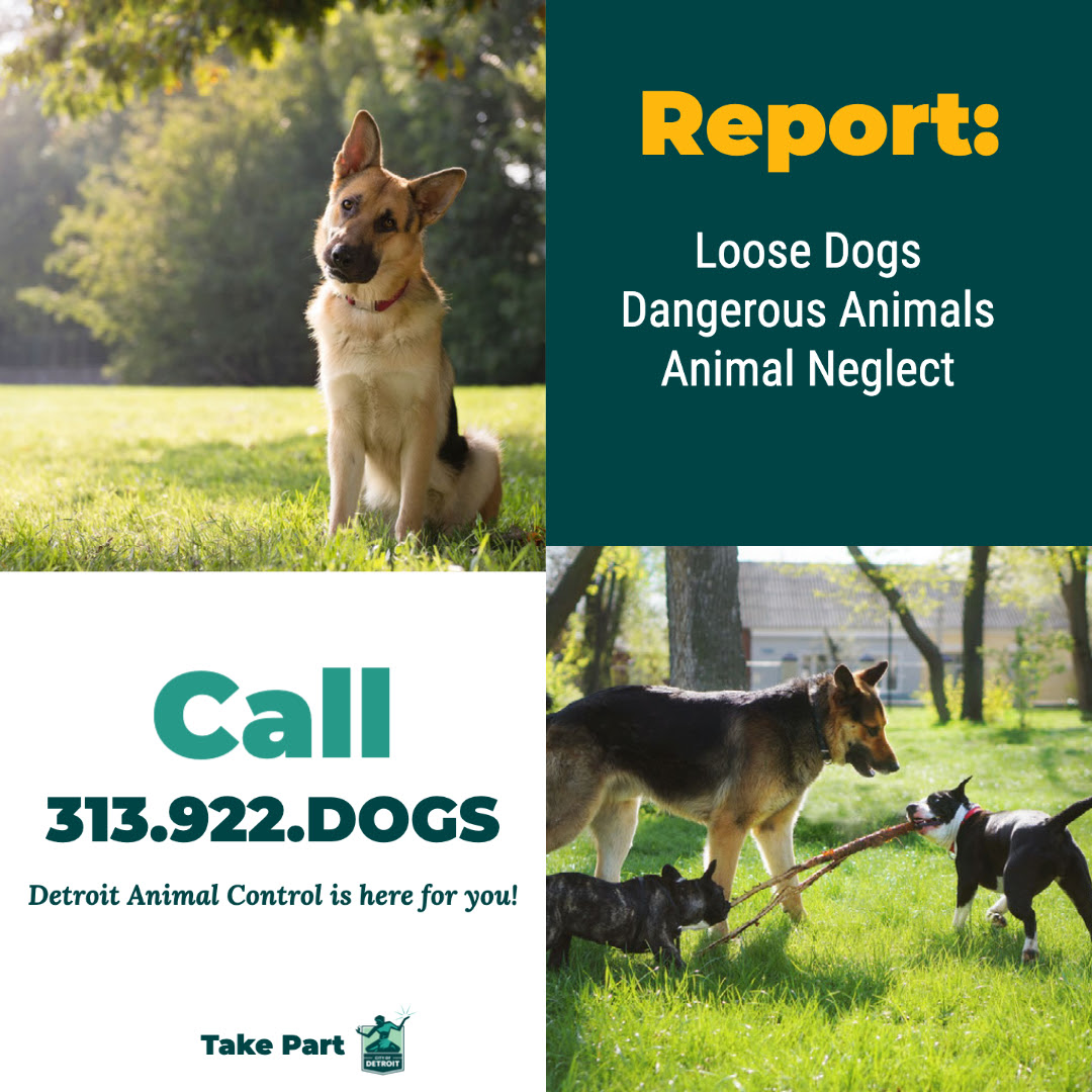 dog report