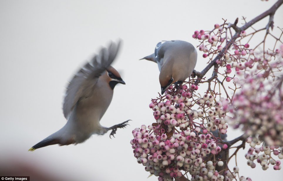While the waxwings fill up on food, Britain was bracing itself for temperatures around 2C and 5C today