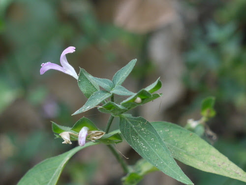 Dicliptera foetida (Forssk.) Blatt.