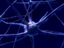 Scientists: NHP research is essential to neuroscience