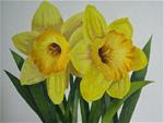 Jonquils in Gouache - Posted on Wednesday, April 15, 2015 by Nel Jansen