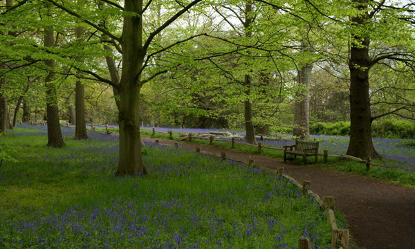 Image of bluebells in the Natural Area